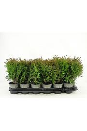Thuja occidentalis Little Giant Ø9