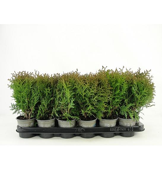 Thuja occidentalis Little Giant Ø9