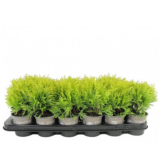 Thuja occidentalis Harvest Moon Ø9