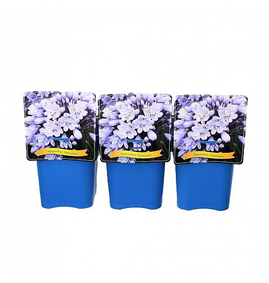 Agapanthus Rotterdam C5 Lit.