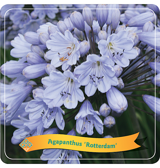 Agapanthus Rotterdam C5 Lit.