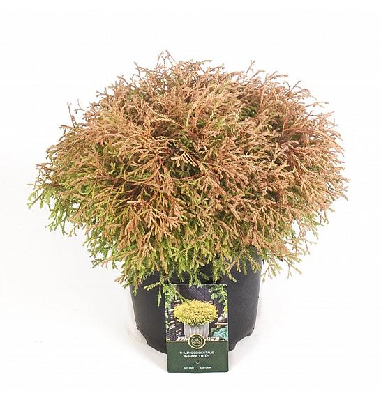 Thuja occidentalis Golden Tuffet C5 Lit. 30-40 cm