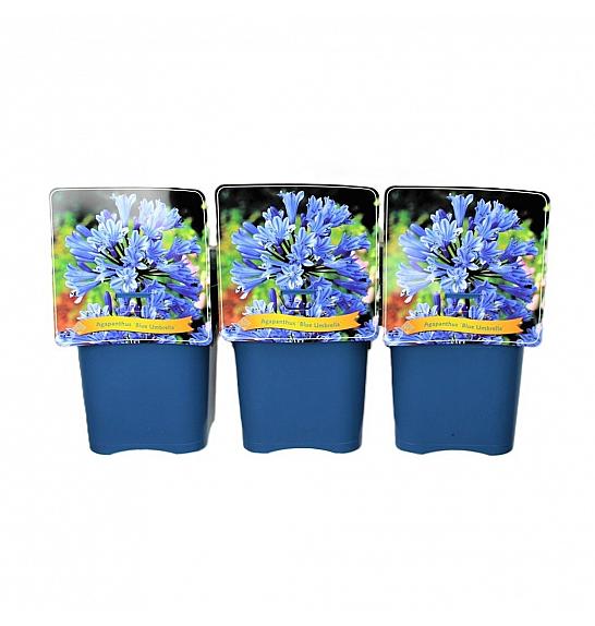 Agapanthus Blue Umbrella C5 Lit.
