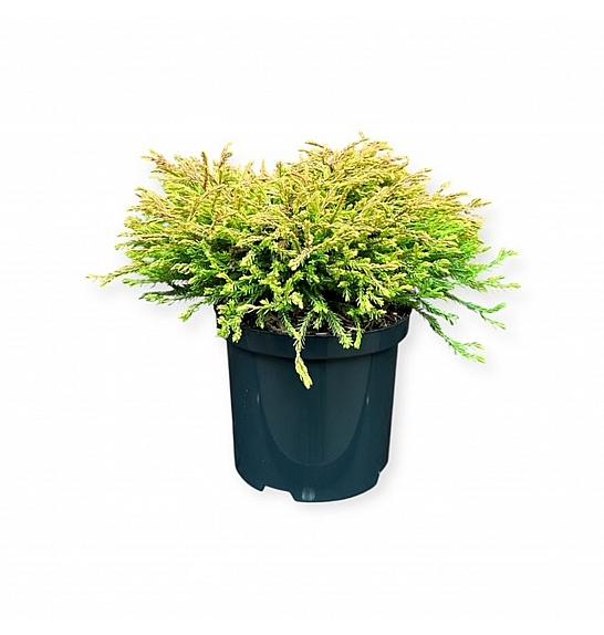 Thuja occidentalis Golden Tuffet C2,5 Lit. 20-25 cm