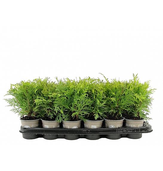 Thuja occidentalis Golden Globe Ø9