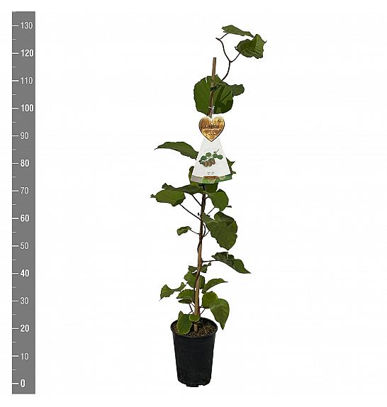 Actinidia deliciosa Solissimo® Renact C4 Lit. 100-120 cm