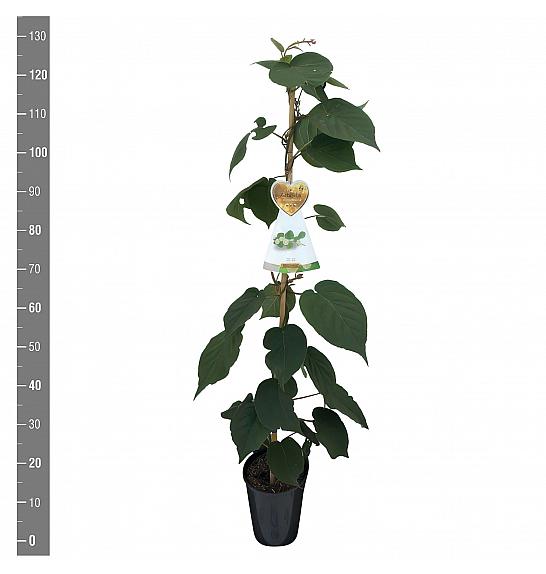 Actinidia deliciosa Matua C4 Lit. 100-120 cm