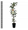 Actinidia arguta Vitikiwi C4 Lit. 100-120 cm