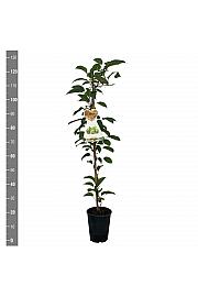 Actinidia arguta Vitikiwi C4 Lit. 100-120 cm