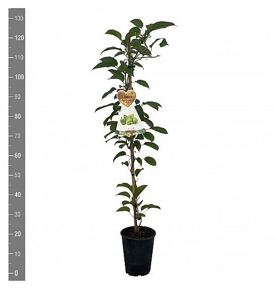 Actinidia arguta Vitikiwi C4 Lit. 100-120 cm