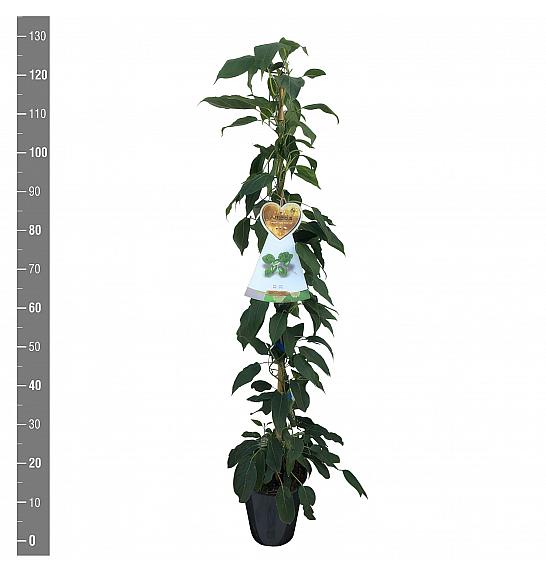 Actinidia arguta Super Issai C4 Lit. 100-120 cm