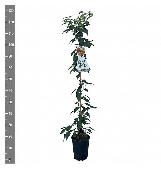 Actinidia arguta Nostino C4 Lit. 100-120 cm