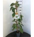Actinidia arguta Nostino C4 Lit. 100-120 cm