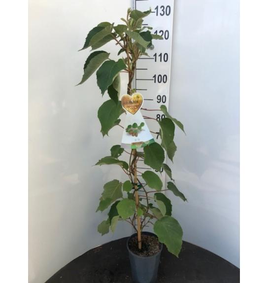 Actinidia arguta Nostino C4 Lit. 100-120 cm