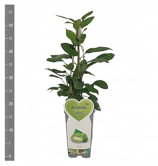 Actinidia arguta Issai C2 Lit. 30-40 cm