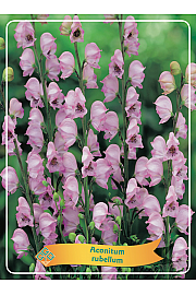 Aconitum rubellum Ø11