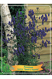 Aconitum henry Sparks Varietys Ø11