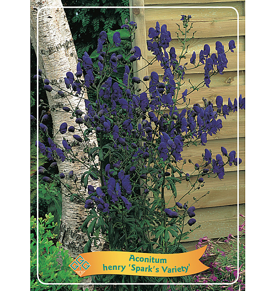 Aconitum henry Sparks Varietys Ø11