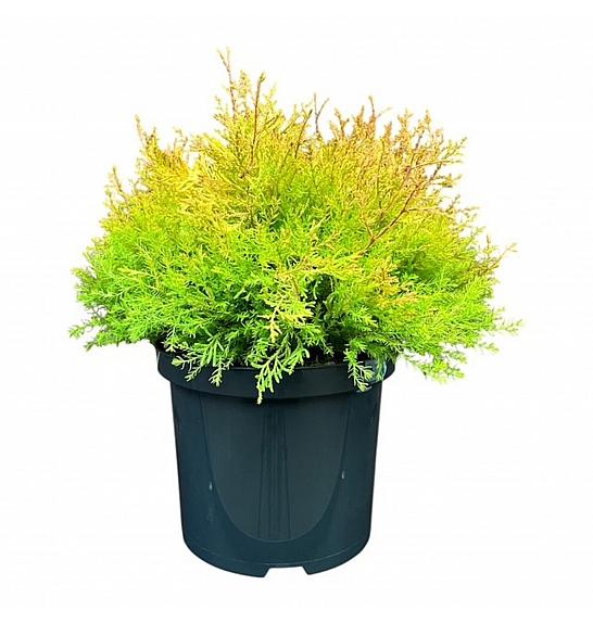 Thuja occidentalis Fire Chief ® C5 Lit. 30-40 cm