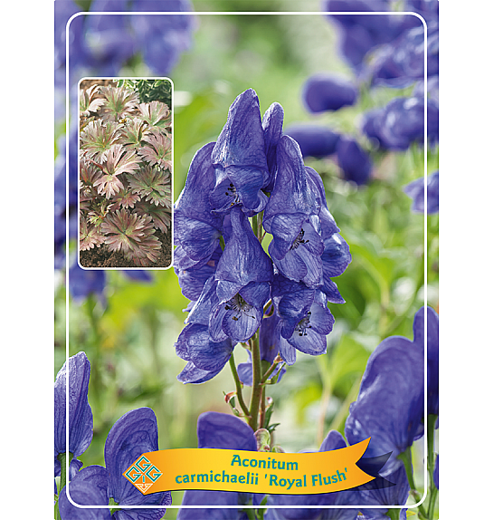 Aconitum carmichaelii Royal Flush Ø11