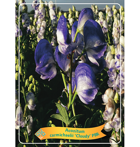 Aconitum carmichaelii Cloudy PBR Ø11