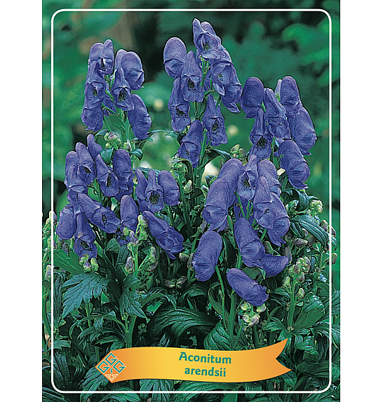 Aconitum arendsii Ø11
