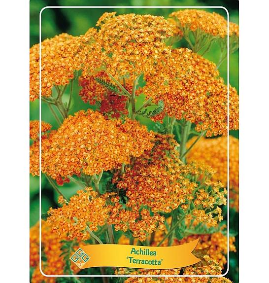 Achillea Terracotta Ø11