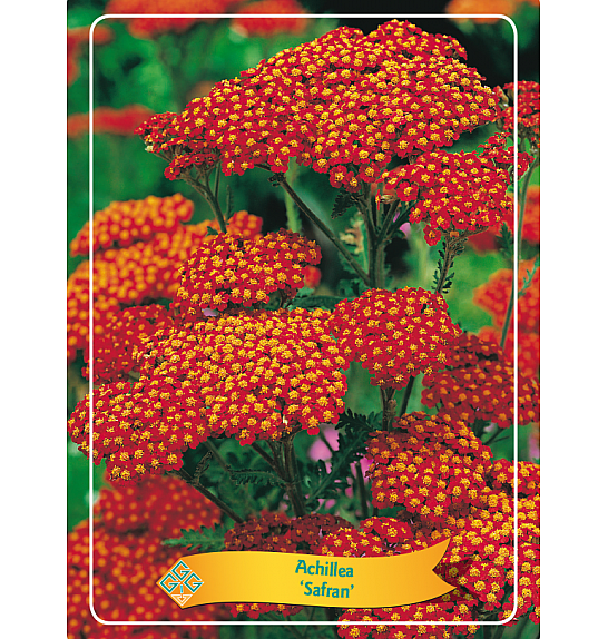 Achillea Safran Ø11