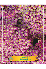 Achillea Rainbow Lightning Pink Ø11