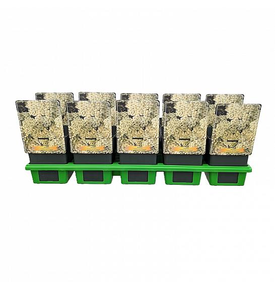 Achillea Rainbow Crème de la Crème Ø11
