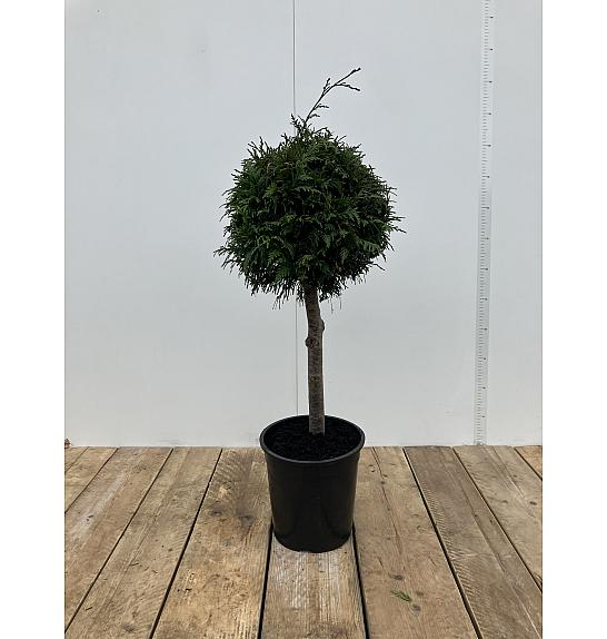 Thuja occidentalis Excelsa C10 Lit. Na steblu 50 cm Krošnja 30-40 cm