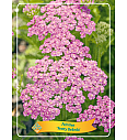 Achillea Pretty Belinda Ø11