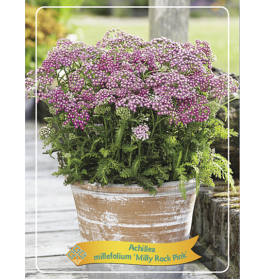 Achillea Milly Rock Pink Ø11