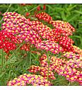 Achillea millefolium Paprika Ø11