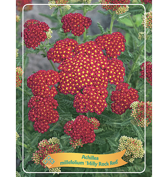 Achillea millefolium Milly Rock Red Ø11