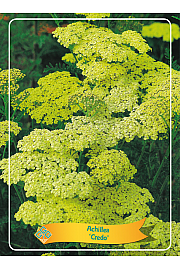 Achillea Credo Ø11