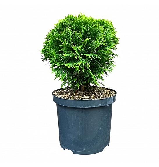 Thuja occidentalis Danica C5 Lit. 30-40 cm