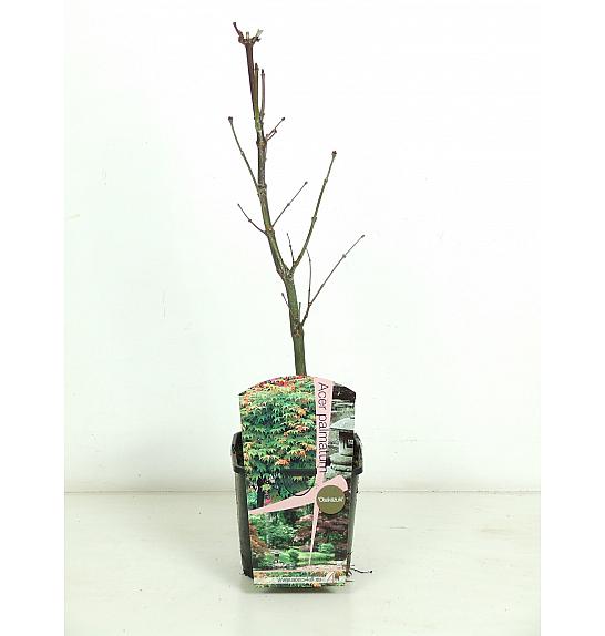 Acer palmatum Osakazuki C3 Lit. 30-50 cm