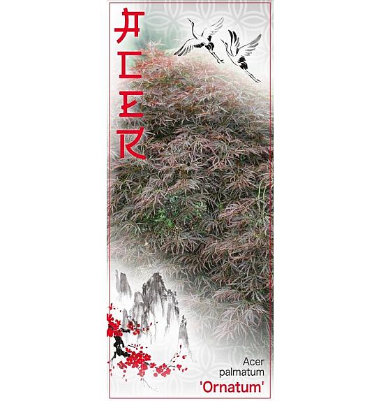 Acer palmatum Ornatum C7,5 Lit. 40-60 cm