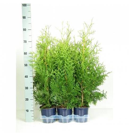 Thuja occidentalis Brabant Ø15 30-40 cm