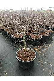 Acer palmatum dissectum Inaba Shidare C25 Lit. 40-60 cm