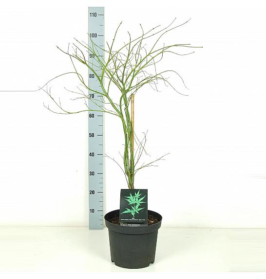 Acer palmatum dissectum C7,5 Lit. 40-60 cm