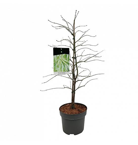 Acer palmatum dissectum C10 Lit. 80-100 cm