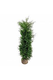 Thuja occidentalis Brabant bala 180-200 cm extra