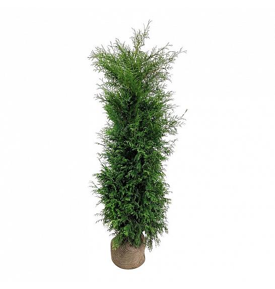 Thuja occidentalis Brabant bala 180-200 cm extra