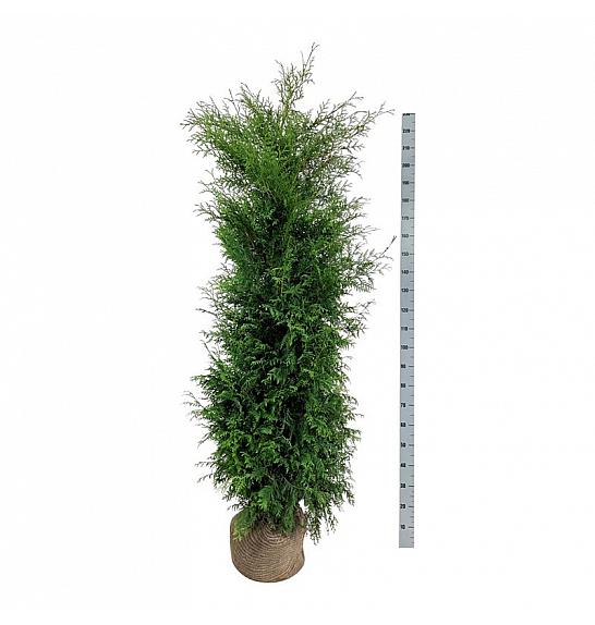 Thuja occidentalis Brabant bala 180-200 cm extra