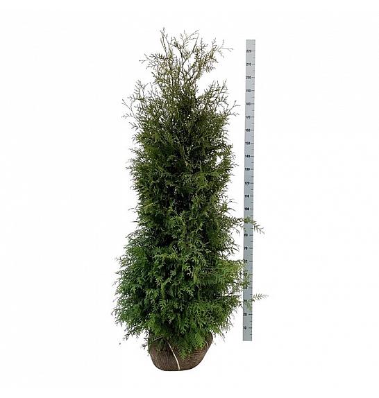 Thuja occidentalis Brabant bala 180-200 cm