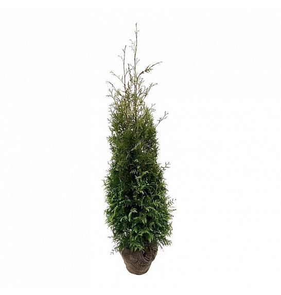 Thuja occidentalis Brabant bala 160-180 cm