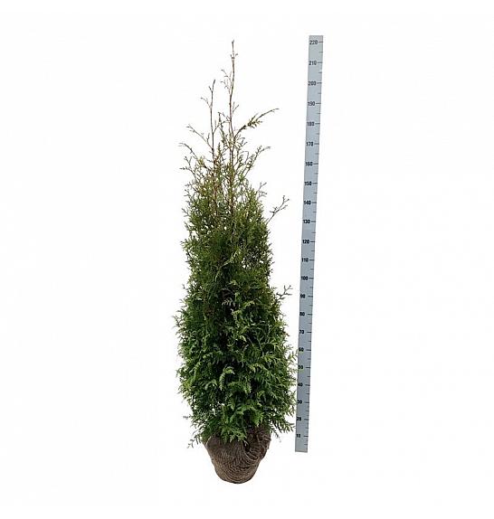 Thuja occidentalis Brabant bala 160-180 cm