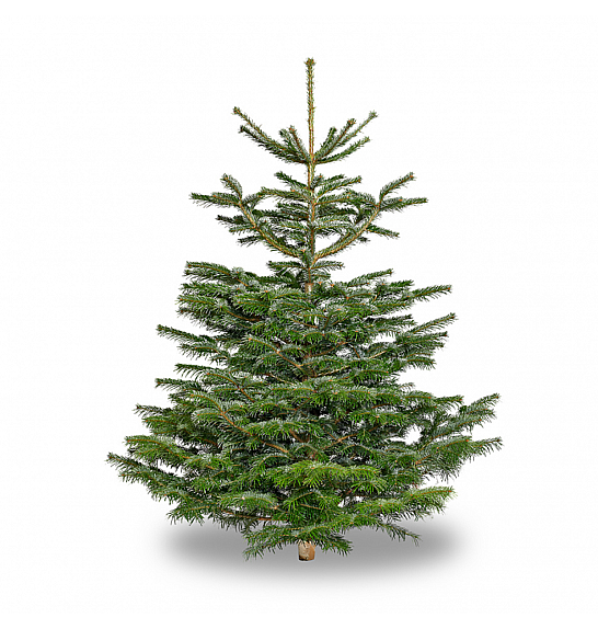 Abies Nordmanniana - Rezana Drevesa 225-250 cm